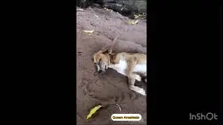 My dog sleeping position.