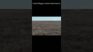 Pure Dog Joy in 10 Seconds #englishshepherd #shorts #sheddog #g4outdoors