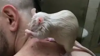O banho das ratazanas