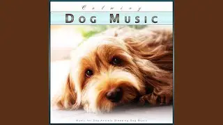 Calming Dog Music