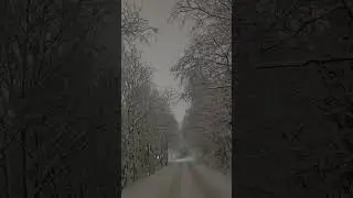 Heavy Snow on Trees 7AM ❄️ Oslo Winter Fairytale | Norway Blizzard 4K No Music
