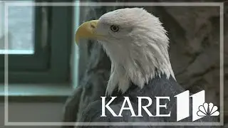 Bald eagle set to officially soar as national bird, thanks to Minnesotan's effort