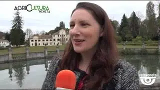 AGRICULTURA VENETA - MARRONI DI PEDEROBBA .(12/10/2019)