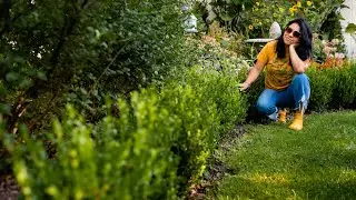 BOXWOOD HEDGE 3 year update | How many I lost?