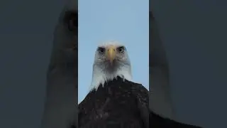 The Eagle Leadership