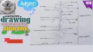 A to Z structure of plants and labeling | Awesome drawing #1