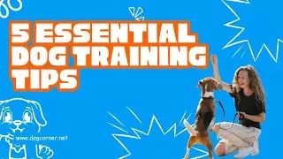 5 Essential Dog Training Tips Every New Pet Owner Needs to Know