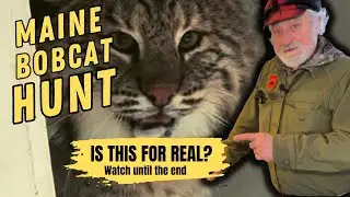 SURPRISE, DEAD END! A Maine Bobcat Hunt