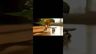 Parrot Skateboarding Freestyle Tricks 🦜 | Tiny Tech Deck Pro Bird Skills