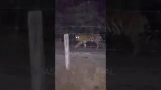 Fencing के बाहर Tiger - 5 | Jungle Verse Homestay - Kishanpur #tiger #jungle #wildlife