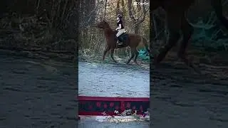 Little spook 😨 #horse #horseriding #equestrian #jumping #ottb #younghorse
