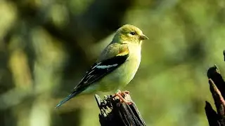 American Goldfinch - Pat O'Neil Bird ID's