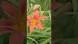 Лилейник | Мой дзен Катя Суслова