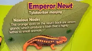 Cute emperor Newtl  & snake necked Turtle