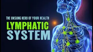 The Unsung Hero of Your Health -  Lymphatic System