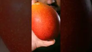COSTLIEST Mango Ever