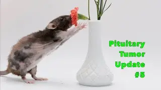 Donut's Pituitary Gland Tumor Update #5 - 2+ Months with Treatment