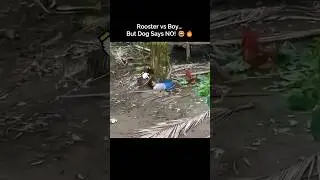 Rooster vs Boy&hellip; but Dog Saved Him #trending #animals #wildlife #shorts #viral