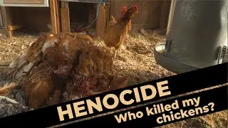 How I Made My Chicken Coop 100% Predator-Proof After Disaster
