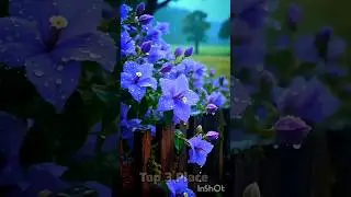 Beautiful flowers🌹 #nature #travel #beautifulworld #place #beautiful