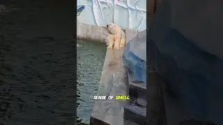 🤯 Polar Bear Secret: The Truth About Their 