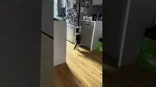Programmer Cat