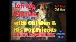 Lofi Hip Hop Music Mix with Obi Wan & Dog Friends | 24-7 Chill Music ProfBlueMusic Study Sleep Party