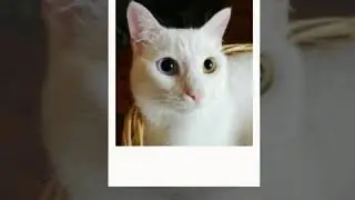 Rare dogs to rare cats