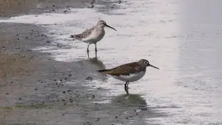 Krombek strandloper en Witgat (curlew sandpiper and green sandpiper)