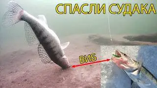 ЧУЖОЙ ТРОФЕЙ САМ ПРИШЕЛ НА КАМЕРУ! ПОДВОДНАЯ СЪЕМКА. СУДАК-МОНСТР ПОРВАЛ ПЛЕТНЮ