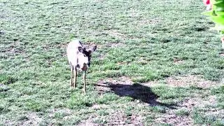 DJ Tony Torres Feed The Deer That Come To My Sis Dee's Place 2025