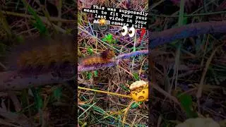 LAST FOOTAGE ON MY CAMERA 📸  #trend #insect #meme #caterpillar #nature #bug  #goblincore