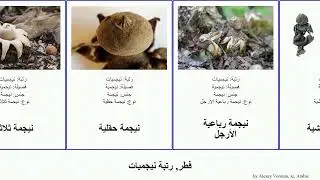 فطر, رتبة نيجميات نيجمة pan josh fungus رباعية الأرجل مشطية نيجمية House ثلاثية مخططة حقلية مهدبة