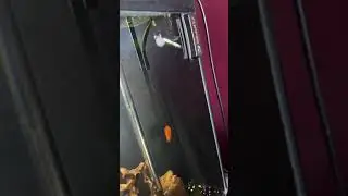 2 inch discus with group of red eye tetra and other fish as you can see in the tank