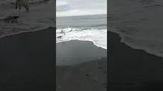 Lily Chases Dax Through The Water! 🌊😍 #shorts