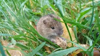 Полевая мышь / Apodemus agrarius / Striped field mouse