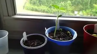 Time lapse hydroponic beans