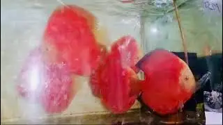 JAGGER shipment Sep 2024