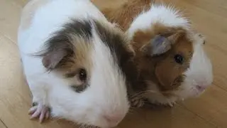 Channel and Guinea Pig Introductions