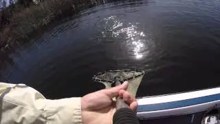 Bass Fishing Lower Otay #1 - Net View - BCBaits