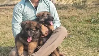 Healthy German Shepherd Male Puppy for Sale | Best Quality GSD in Patna 🐾
