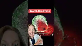 Incredible footage 💥 #ovulation #fertility #scienceiscool