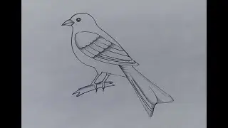 easy bird drawing with pencil shading // easy bird drawing tutorial // bird drawing pencil