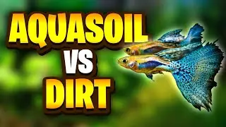 Aquasoil Vs Dirt - What's The Best Option For Your Planted Tank?