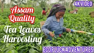 Harvesting TEA leaves🌱 | ASSAM Tea ☕| Tea Plucking by Women