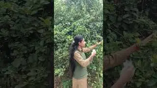 பழப்பை இடுதல் (Bagging in citrus)