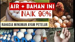 Minuman ayam petelur ll laying hen drink