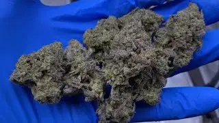 Indoor cannabis grow 2025: Humboldt Blueberry cupcake harvest