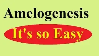 Enamel part 4: Amelogenesis