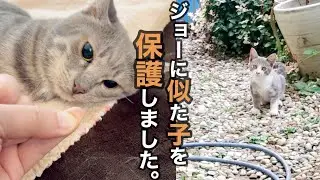 よく遊びに来るグレーの子を保護しました。